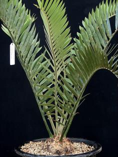 Encephalartos longifolius 