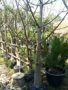 เบาบับ (Baobab Tree) | สวนบุญชูใจ -  นครนายก