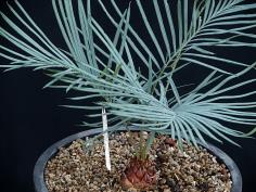 Cycas couttsiana