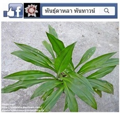 ว่านสิทธิโชคใบยาว