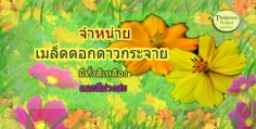 จำหน่าย เมล็ดพันธุ์ดอกดาวกระจาย