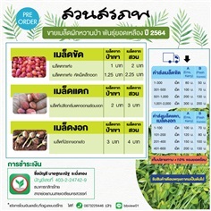 ขายเมล็ดผักหวานป่า 1 บาท | ฐณะณัฐการเกษตร - เมืองนครสวรรค์ นครสวรรค์