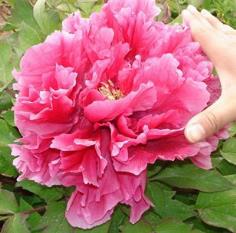 ดอกโบตั๋น Peony