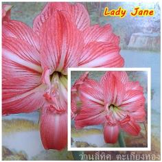 ว่านสี่ทิศ lady jane   