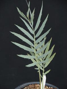Encephalartos dyerianus 