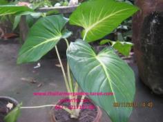 ว่านเสน่ห์จันทร์ขาว Alocasia Lindenii (A