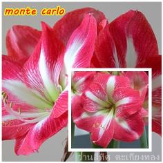 ว่านสี่ทิศ monte carlo