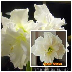ว่านสี่ทิศ snow white | flower garden - เมืองจันทบุรี จันทบุรี