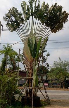 กล้วยพัด | สวนทวี - เมืองปราจีนบุรี ปราจีนบุรี