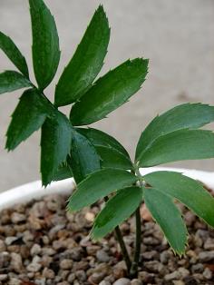 Encephalartos woodii hybrid