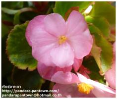 Begonia Eve Pink