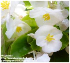 Begonia Eve White 