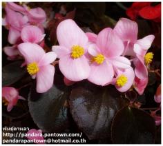 Begonia Adam Pink 