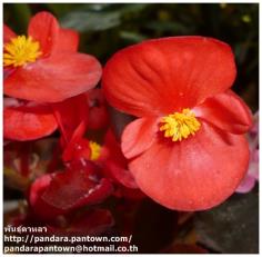 Begonia Adam Red 