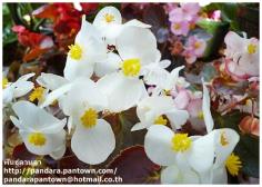 Begonia Adam White