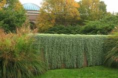 Dichondra Argentea Silver Falls 