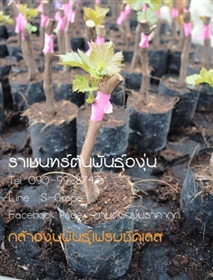 ขายต้นองุ่นแดง ไร้เมล็ด (เฟรม)