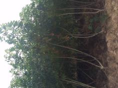 ท่อนพันธุ์ มันสำปะหลัง เกล็ดมังกร จัมโบ | Munjumbo - สวนผึ้ง ราชบุรี