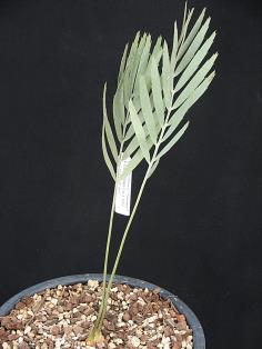 Encephalartos eugene-maraisii"krangberg"