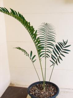 Encephalartos whitelockii