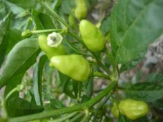 พริก รหัส D2( white habanero) | ทีมวิจัยและพัฒนาพันธุ์พืช ต.คลองตัน - บ้านแพ้ว สมุทรสาคร