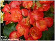 Begonia Double Red & Orange