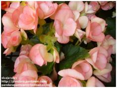 Begonia Double Pink & Violet