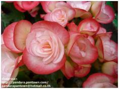 Begonia Double Pink & White