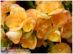 Begonia Double Pink & Yellow