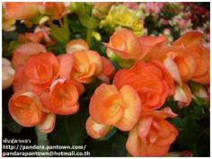 Begonia Double Orange