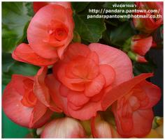 Begonia Double Pink