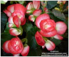 Begonia Double Pink & white 