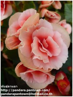 Begonia Double White & Pink | พันธุ์ดาหลา - เมืองเชียงใหม่ เชียงใหม่