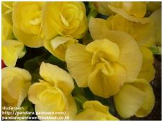 Begonia Double Yellow