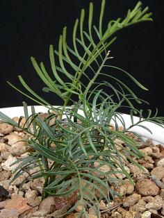 Macrozamia concinna