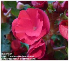 Begonia Double Red