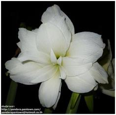 Amaryllis Snow white