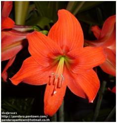 Mini Red Amaryllis