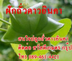 แจกฟรีเมล็ดพันธุ์พืชเศรษฐกิจตัวใหม่ | สวัสดีเกษตร กรุ๊ป - เดิมบางนางบวช สุพรรณบุรี