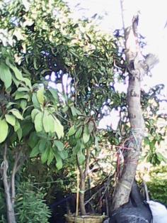 มะม่วงน้ำตอกไม้สีทอง (ปลุกฟรีจ้า) | สวนไม้ไทย - บางบัวทอง นนทบุรี