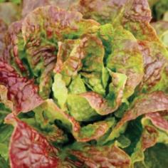 Mignonetle Bronze Lettuce