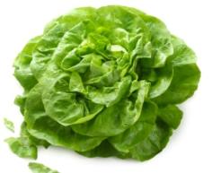 Butterhead Tom Thumb Lettuce