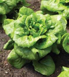 Buttercrunch Lettuce