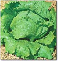 Iceberg Great Lakes Lettuce