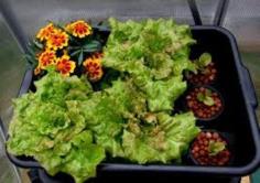 Prizehead Leaf Lettuce