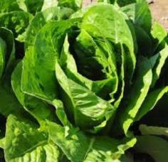 Parris Island Cos Lettuce