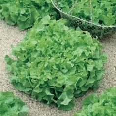 Green Salad Bowl Lettuce