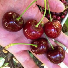 Lapins Cherry trees