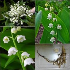 ลิลลี่หุบเขา - Lily of the Valley | สกายสแครปเปอร์ - เมืองสมุทรปราการ สมุทรปราการ