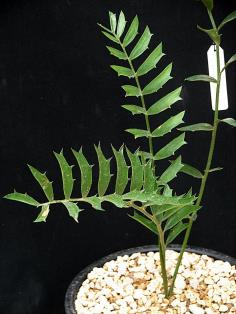 Encephalartos latifrons